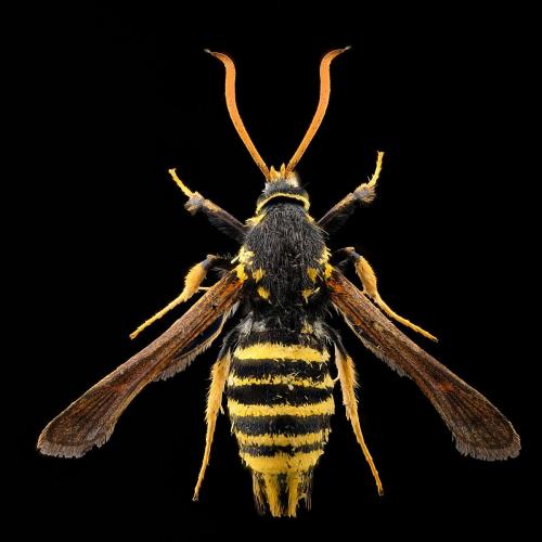 Réf. 294 161 : Paranthrene tabaniformis